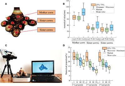 Establishment of discrete element flexible model of the tiller taro plant and clamping and pulling experiment
